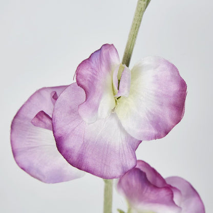 Pink Sweetpea