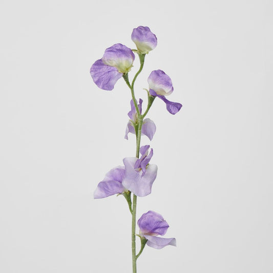 Purple Sweetpea