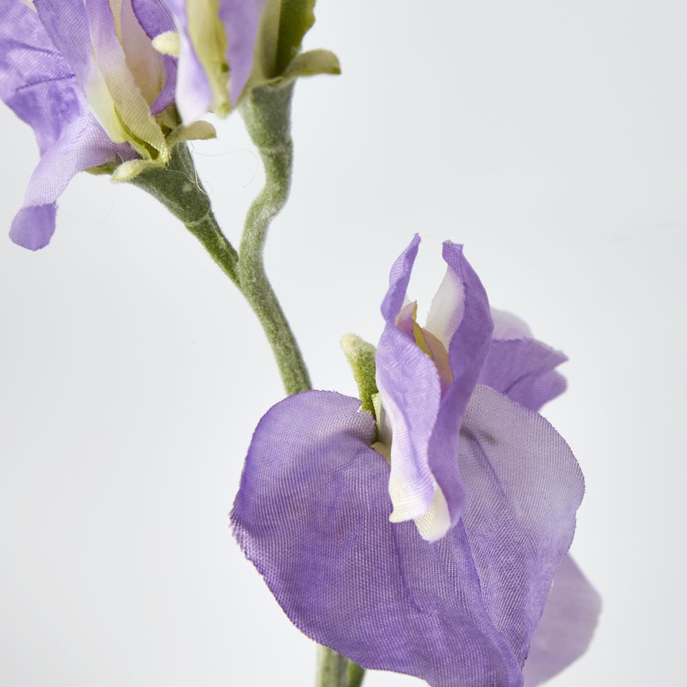 Purple Sweetpea