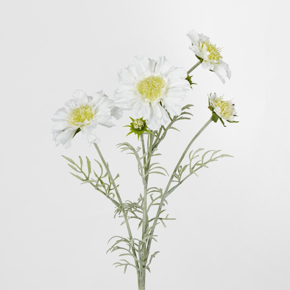 White Scabiosa 3 Flowers And 2 Buds