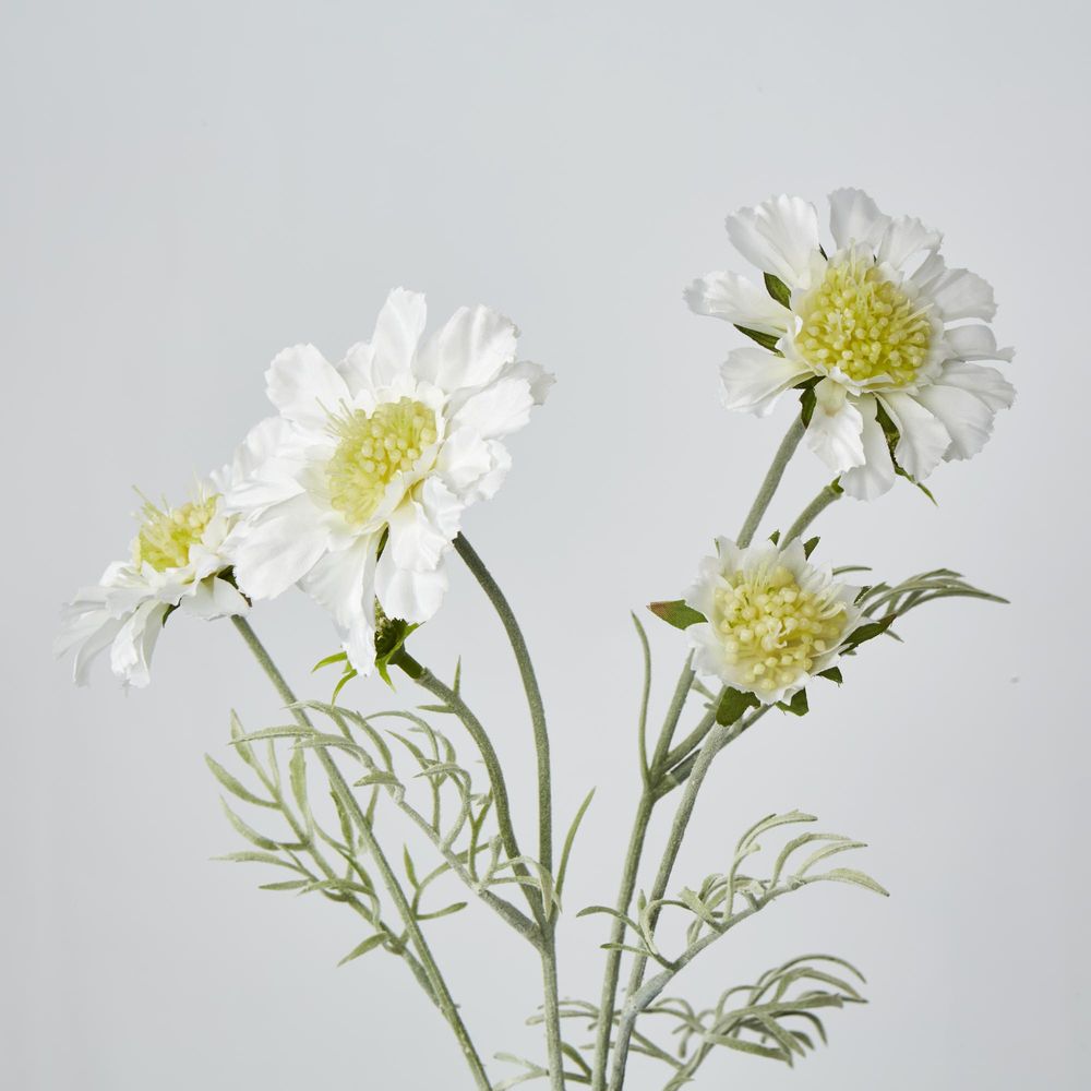 White Scabiosa 3 Flowers And 2 Buds