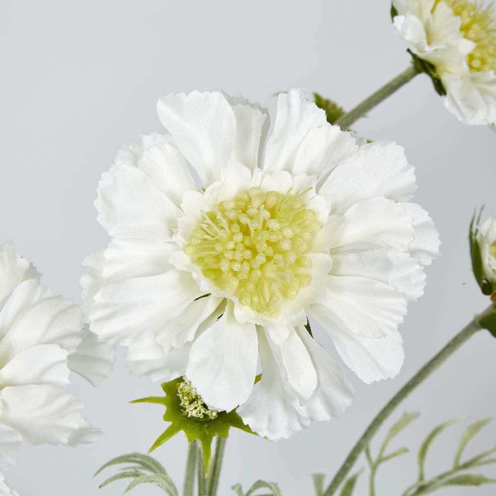 White Scabiosa 3 Flowers And 2 Buds