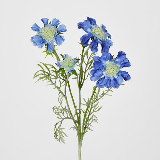 Dark Blue Scabiosa 3 Flowers And 2 Buds