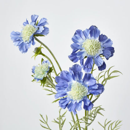 Dark Blue Scabiosa 3 Flowers And 2 Buds