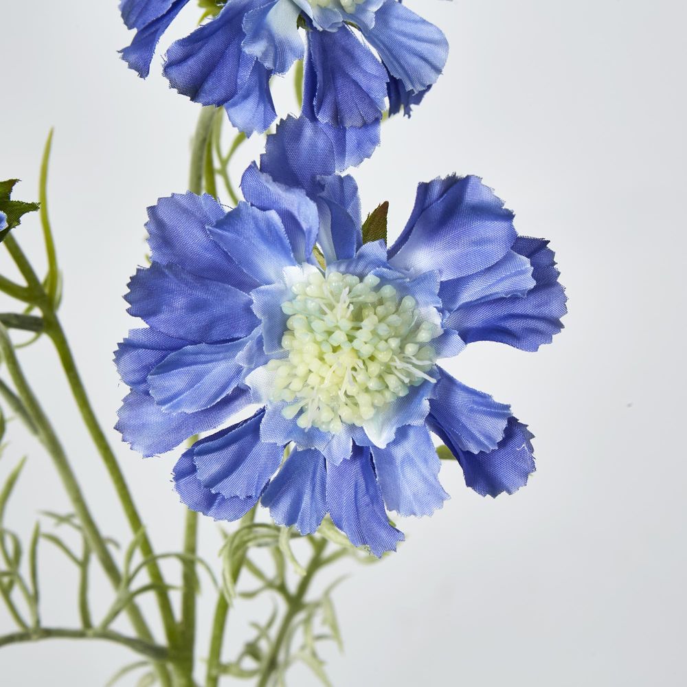 Dark Blue Scabiosa 3 Flowers And 2 Buds