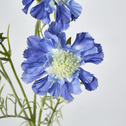 Dark Blue Scabiosa 3 Flowers And 2 Buds