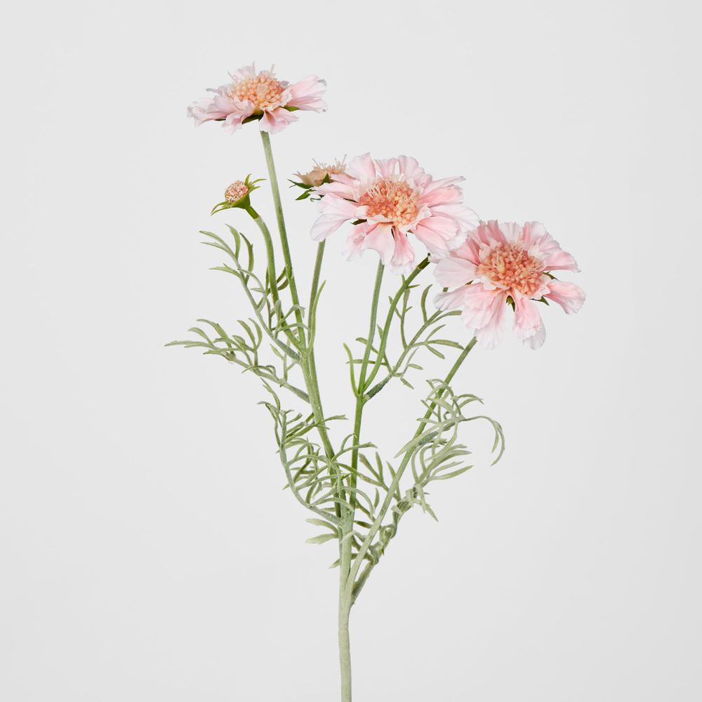 Light Pink Scabiosa 3 Flowers And 2 Buds