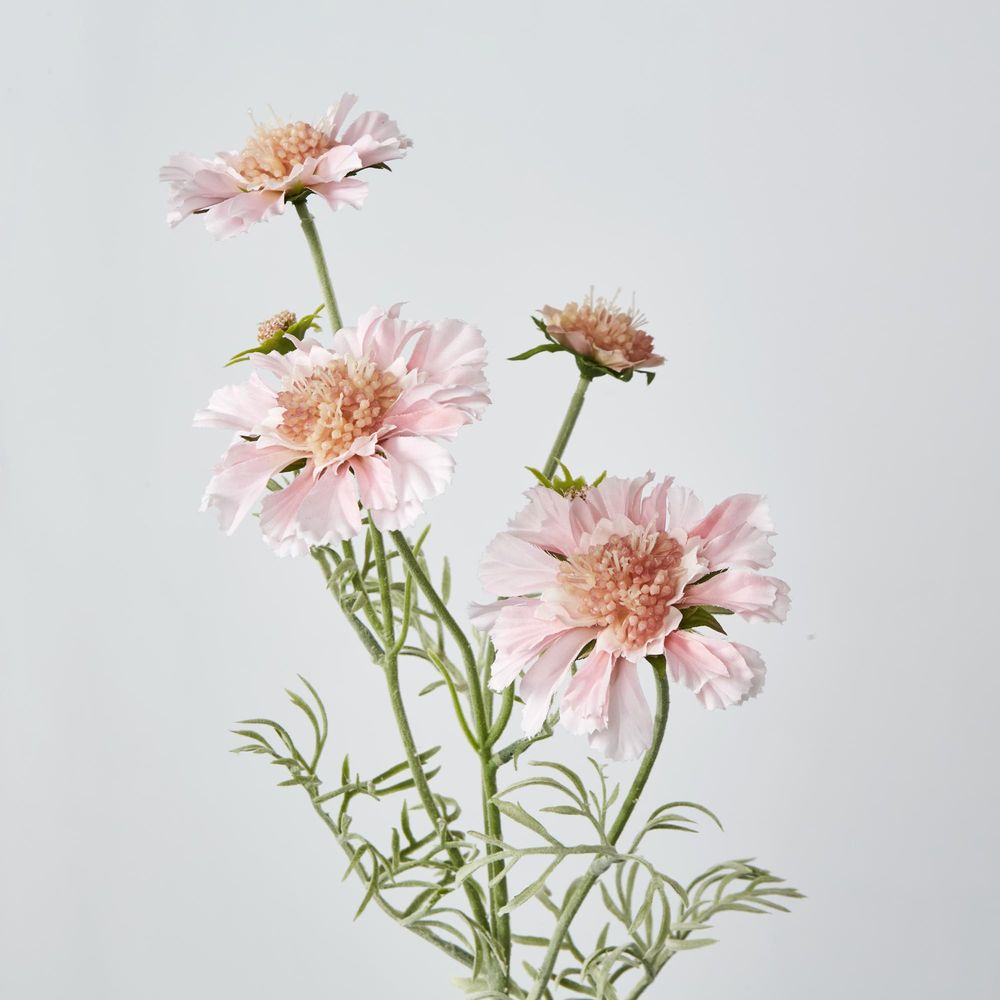 Light Pink Scabiosa 3 Flowers And 2 Buds