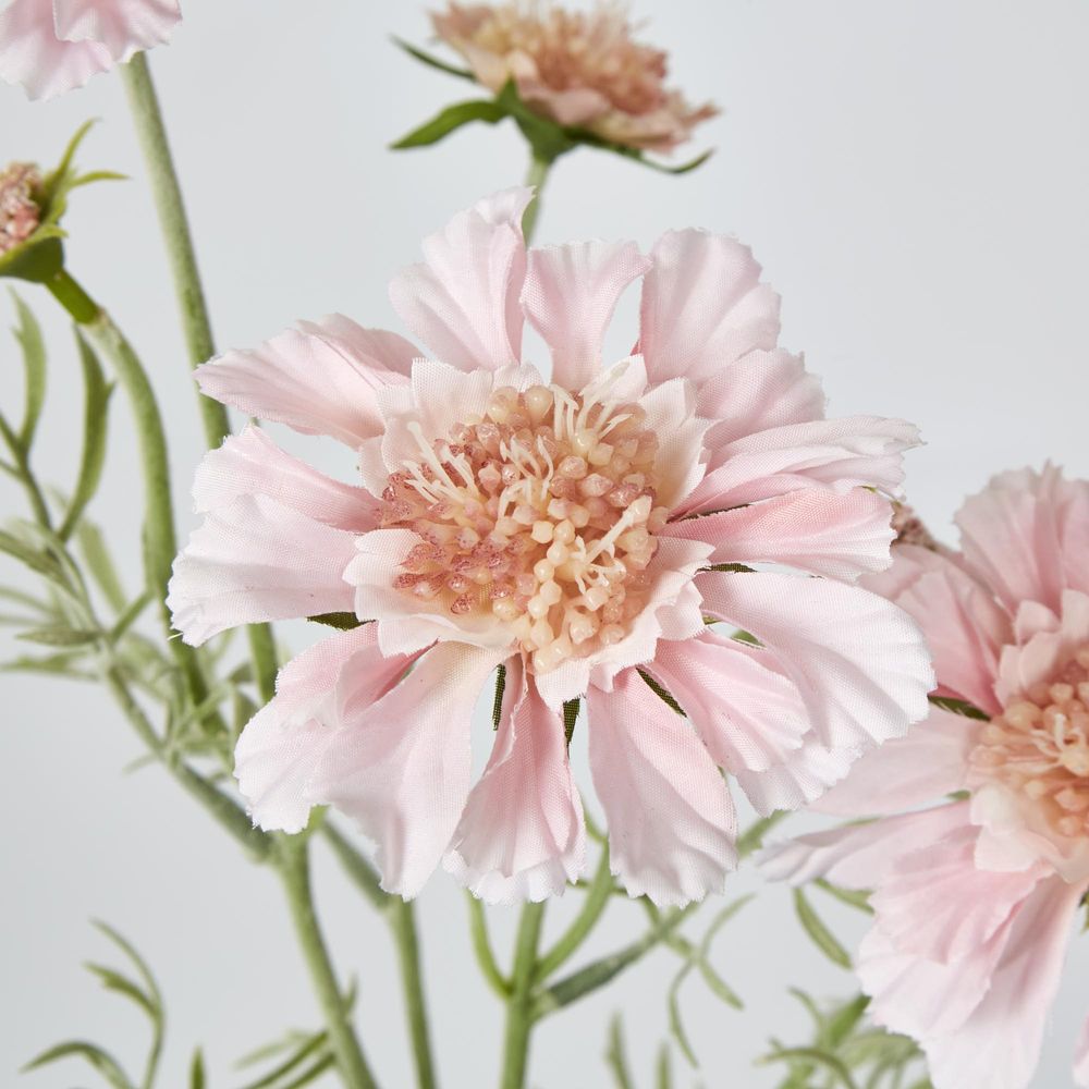 Light Pink Scabiosa 3 Flowers And 2 Buds