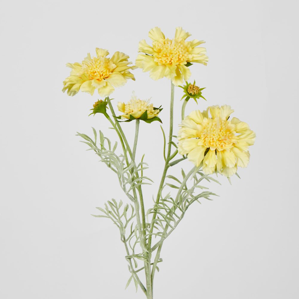 Yellow Scabiosa 3 Flowers And 2 Buds