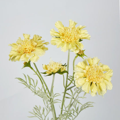 Yellow Scabiosa 3 Flowers And 2 Buds