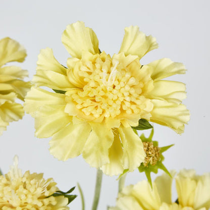 Yellow Scabiosa 3 Flowers And 2 Buds