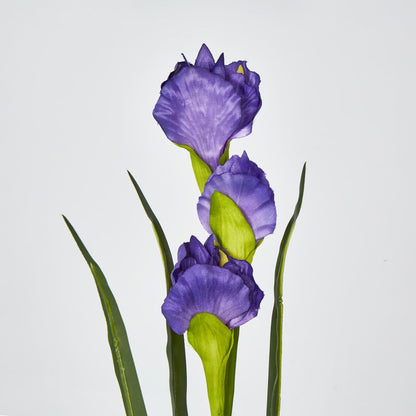 Purple Iris