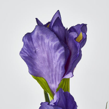 Purple Iris