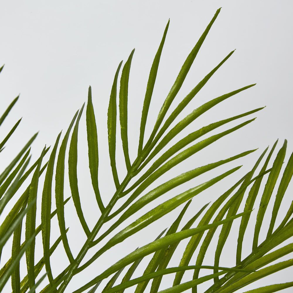 Green Fern Palm Bush