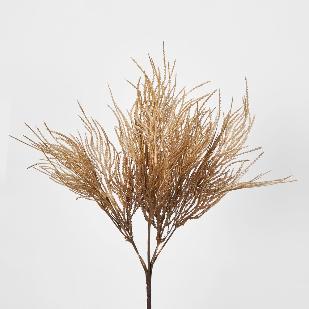 Brown Grass Seed Bush Pampass