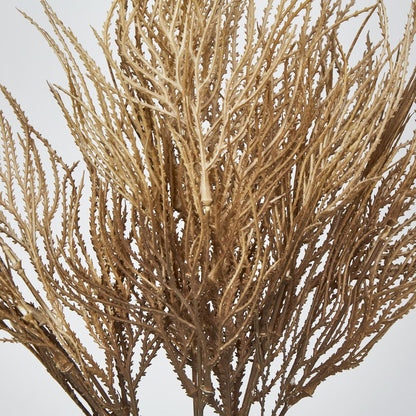 Brown Grass Seed Bush Pampass