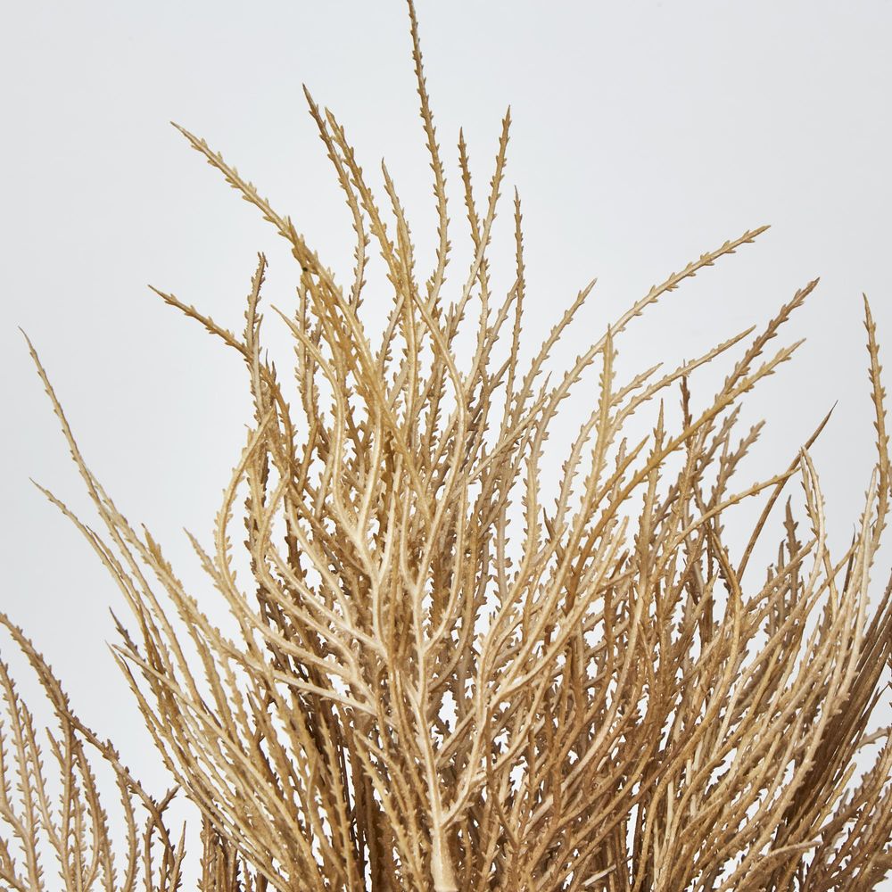 Brown Grass Seed Bush Pampass