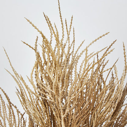 Brown Grass Seed Bush Pampass