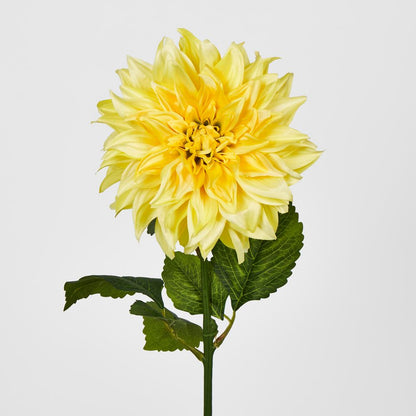 Yellow Dahlia