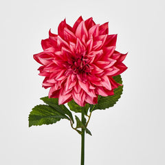 Dahlia Hot Pink