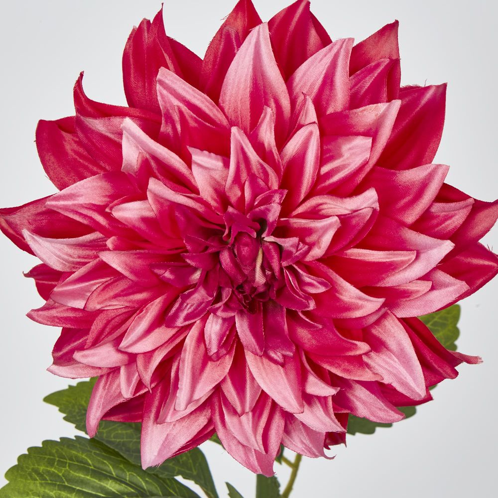 Dahlia Hot Pink