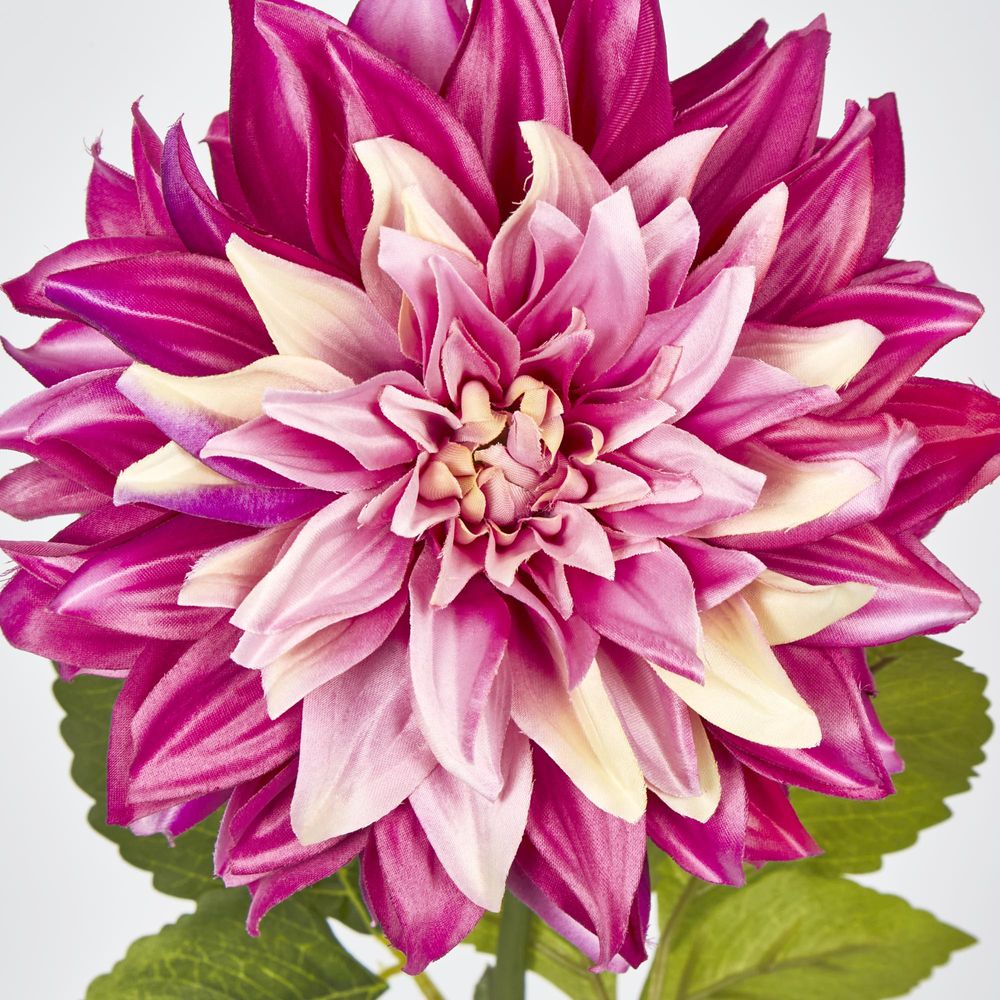 Magenta Pink Dahlia