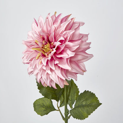 Pink Dahlia