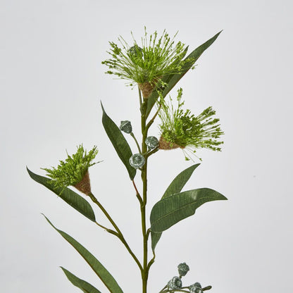 Green Flowering Gum