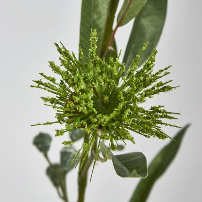 Green Flowering Gum