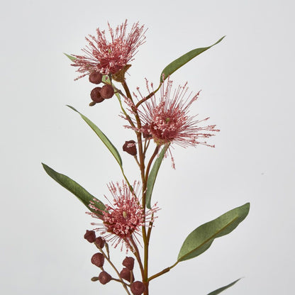 Pink Flowering Gum