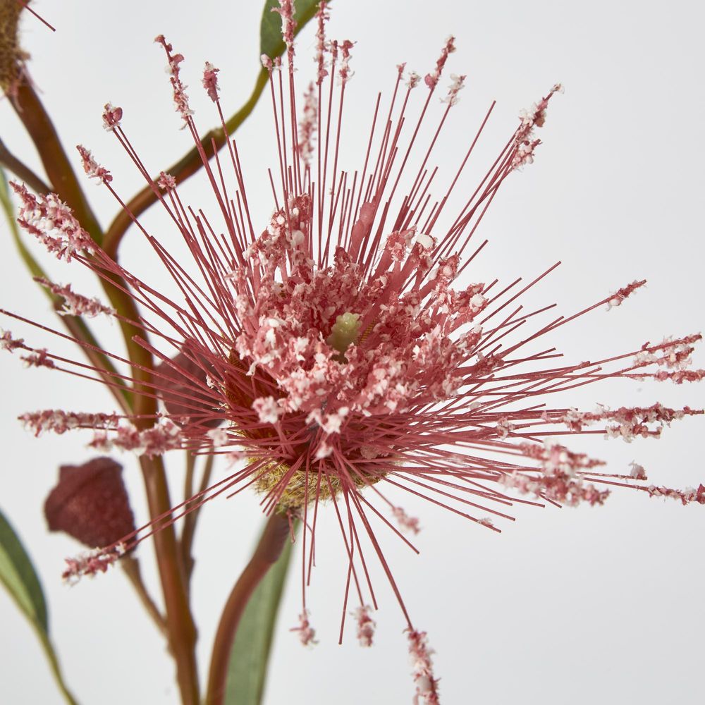 Pink Flowering Gum