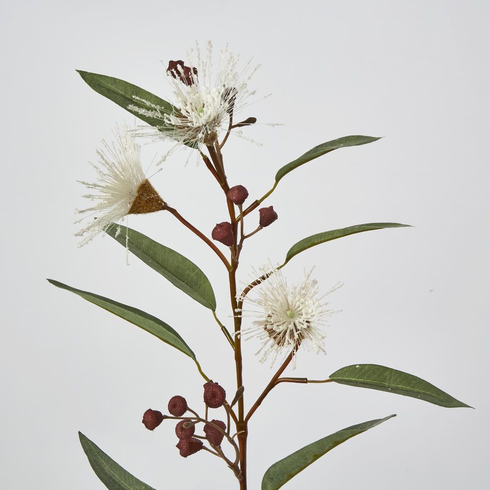 White Flowering Gum