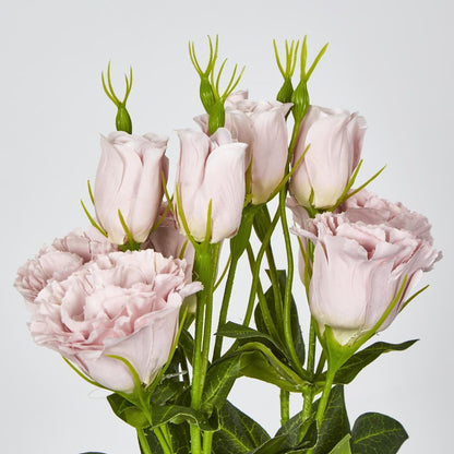 Light Pink Lisianthus Bundle By 5 Flower And Bud