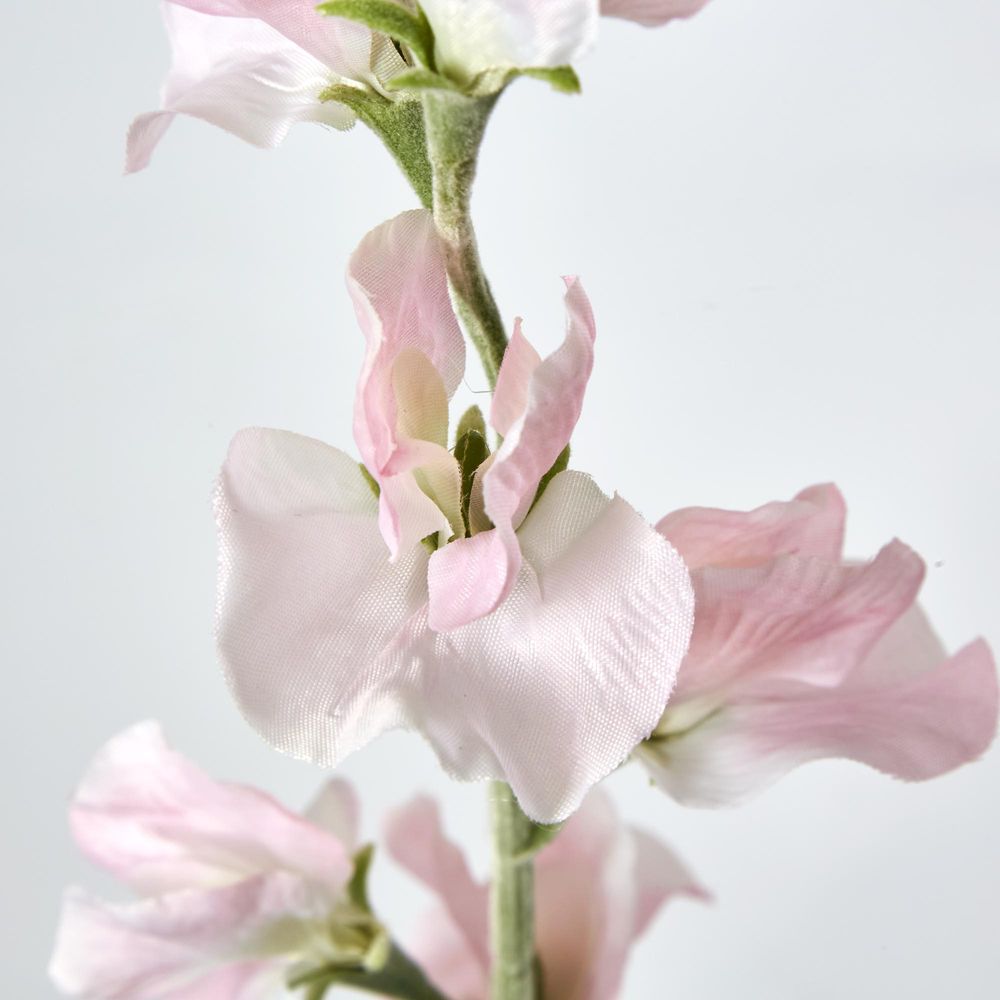 Light Pink Sweetpea