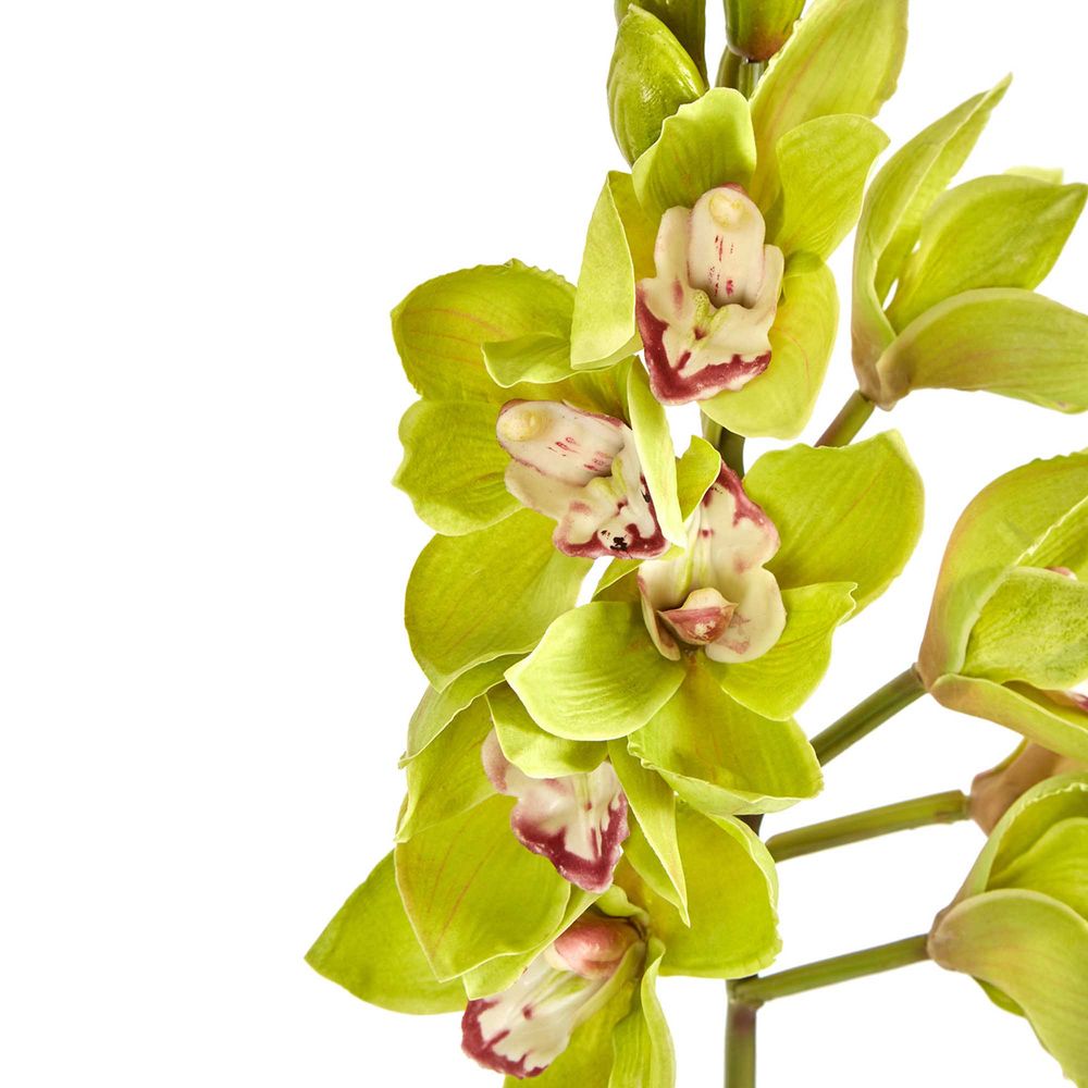 Orchid Cymbidium Spray 47cm Green