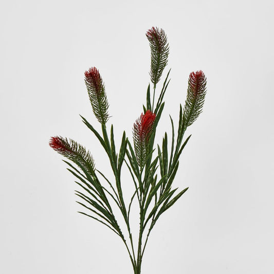 Bottlebrush