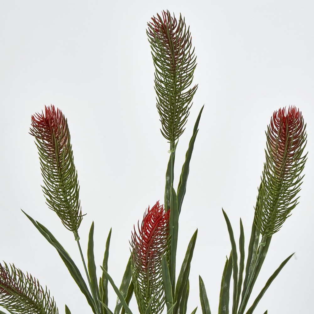 Bottlebrush