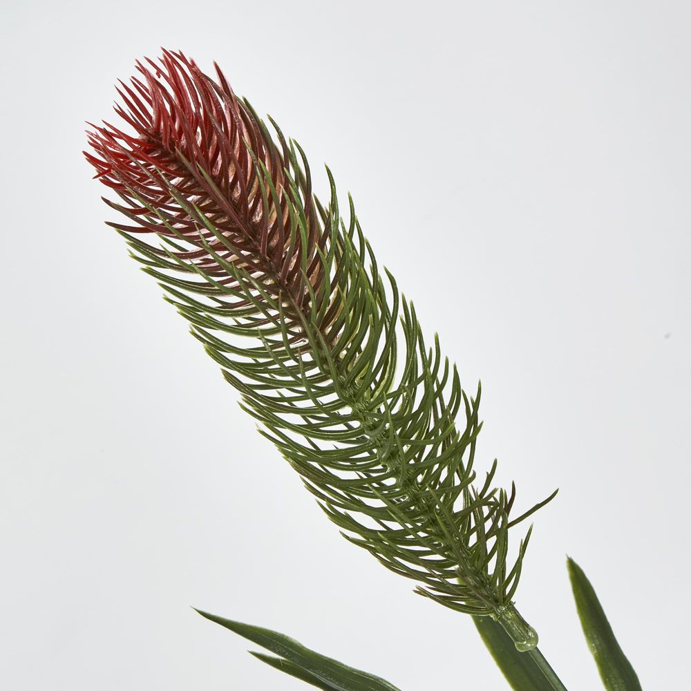 Bottlebrush