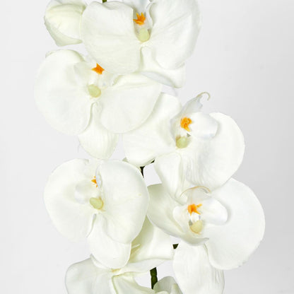 Moth Orchid