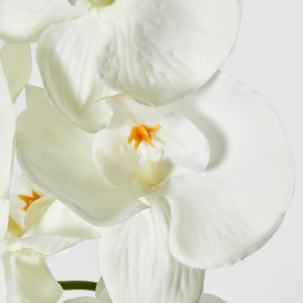 Moth Orchid