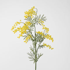 Austalian Wattle 85Cm