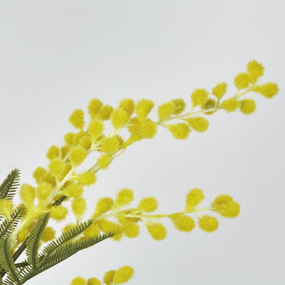 Austalian Wattle 85Cm