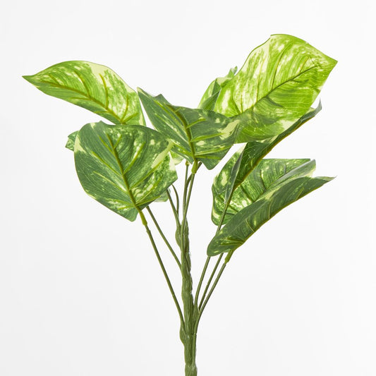 Golden Pothos Leaf Bush