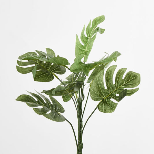 Monstera Bush