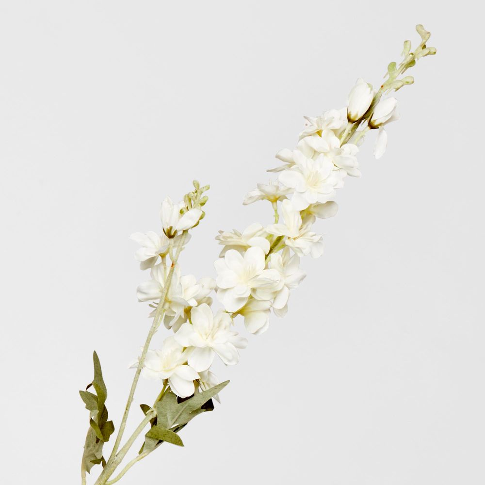 White Delphinium