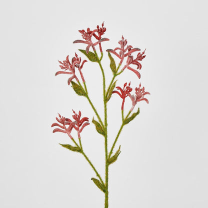 Red Peach Kangaroo Paw Spray