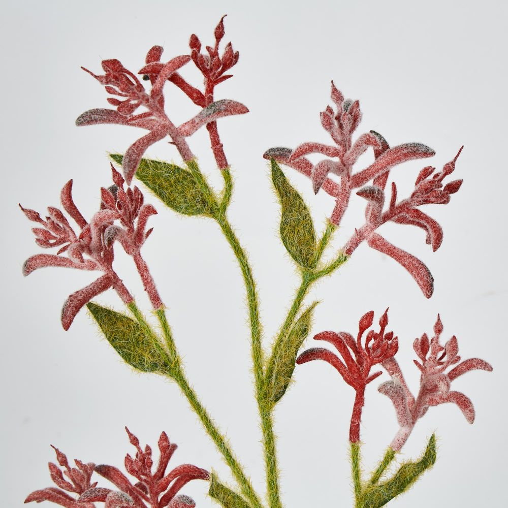 Red Peach Kangaroo Paw Spray