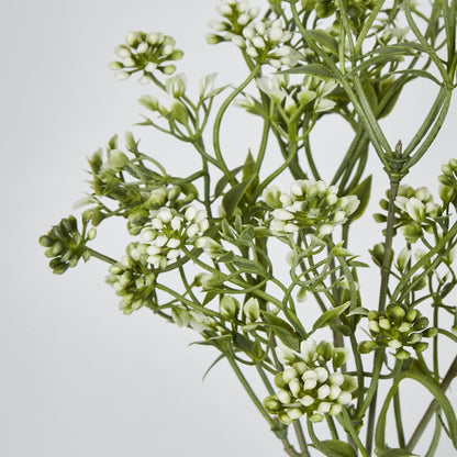 Badassi Bush With White Flowers