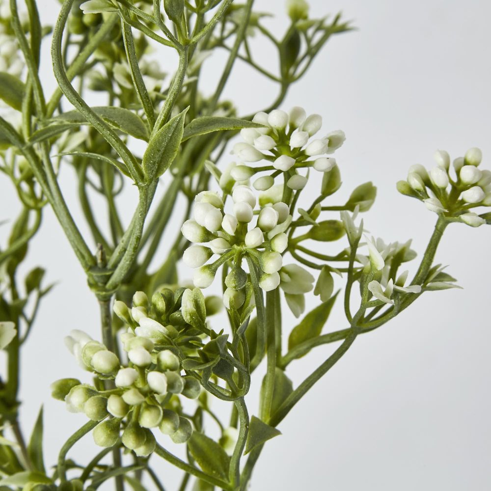 Badassi Bush With White Flowers